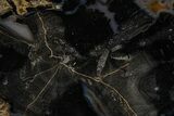 Petrified Wood (Schinoxylon) Round - Blue Forest, Wyoming #365861-1
